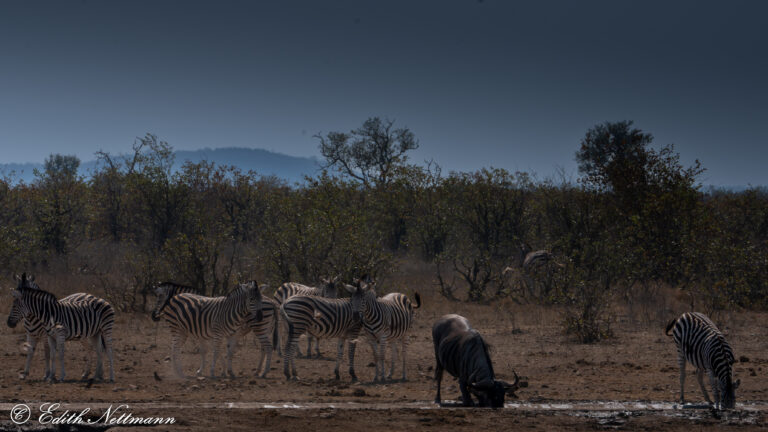 Black sharp - Schwarzes Schaf (Zebras und Gnu)