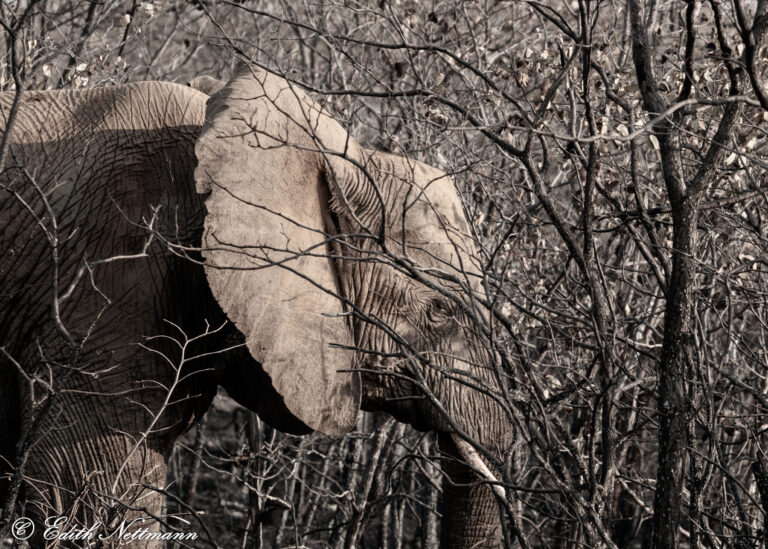 Camouflage - Tarnung (afrikanischer Elefant)