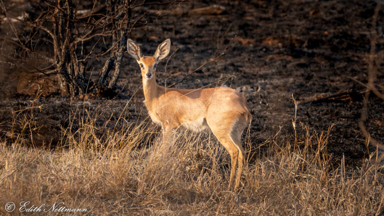 Glow in front of scorched earth - Glühen vor verbrannter Erde (Steinböckchen, Zwergantilope)