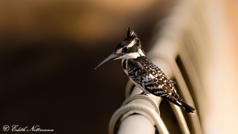 The King´s view - Des König´s Ausblick (Graufischer Eisvogel)