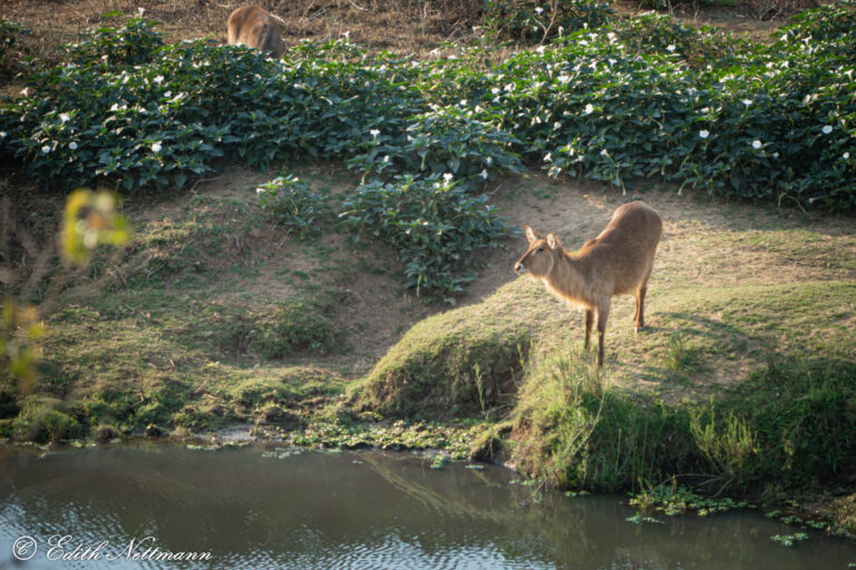 Mindful Waterbok - Achtsamer Wasserbock