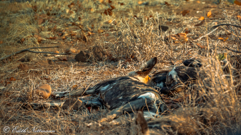 Sleeping paint - Schlafende Farbe (Afrikanische Wildhunde)