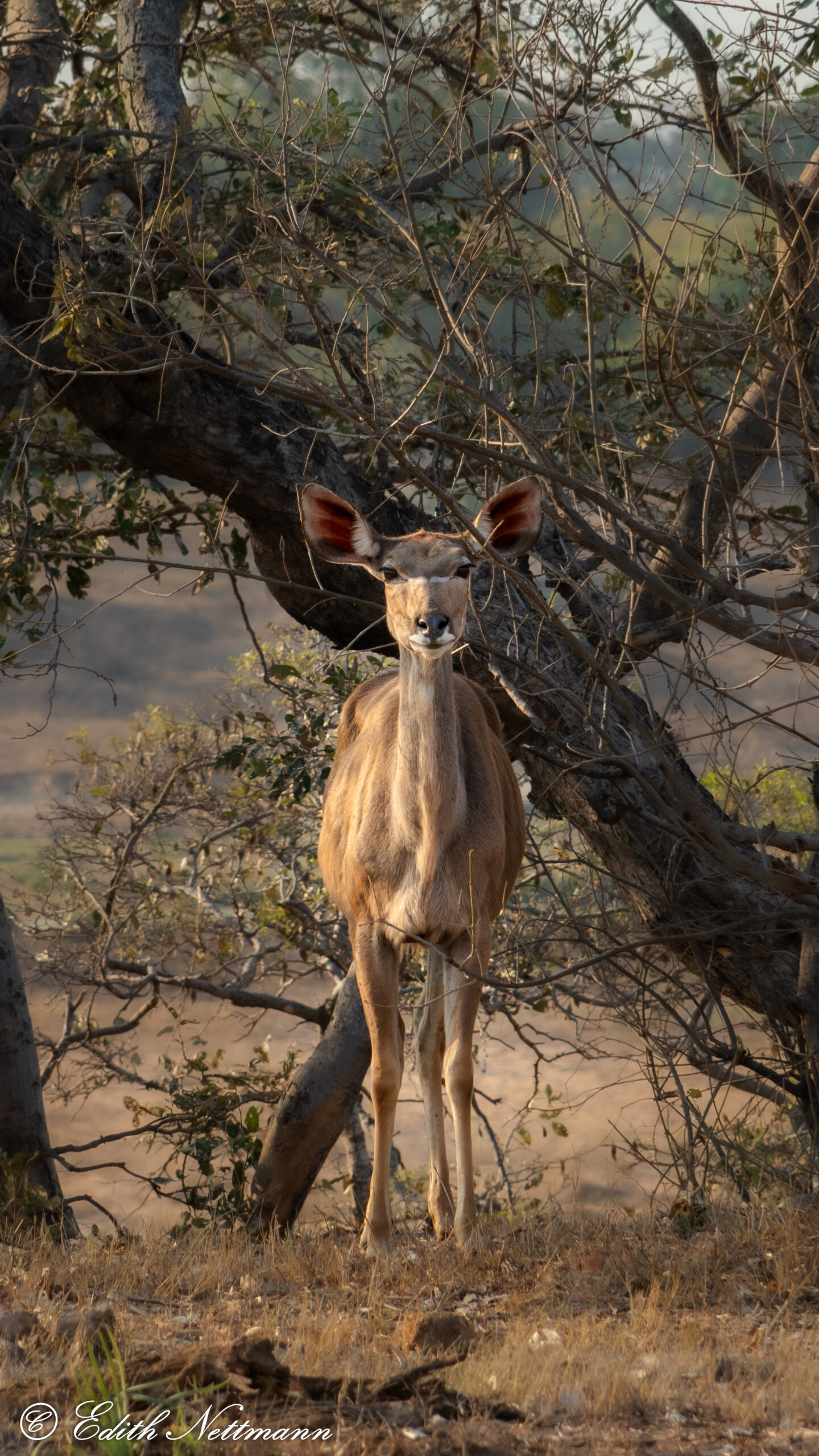 Staring Lady - Starrende Lady (Kudu)