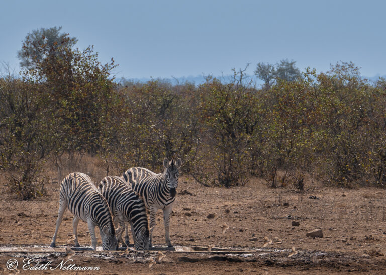 Stripped thirst - Gestreifter Durst (Burchell´s Zebras)